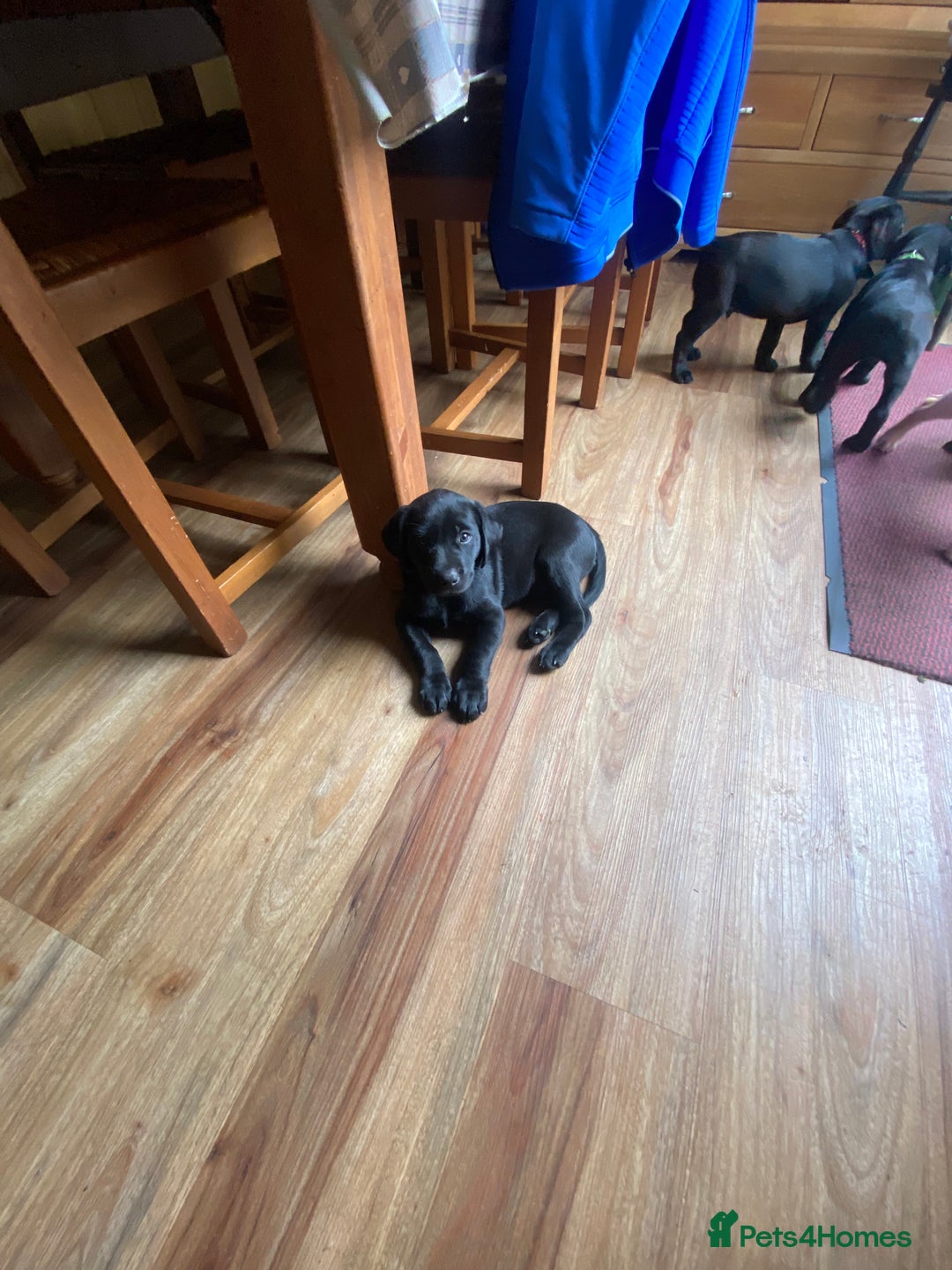 Labrador Retriever dogs for sale: Labrador pups for sale - Image 6