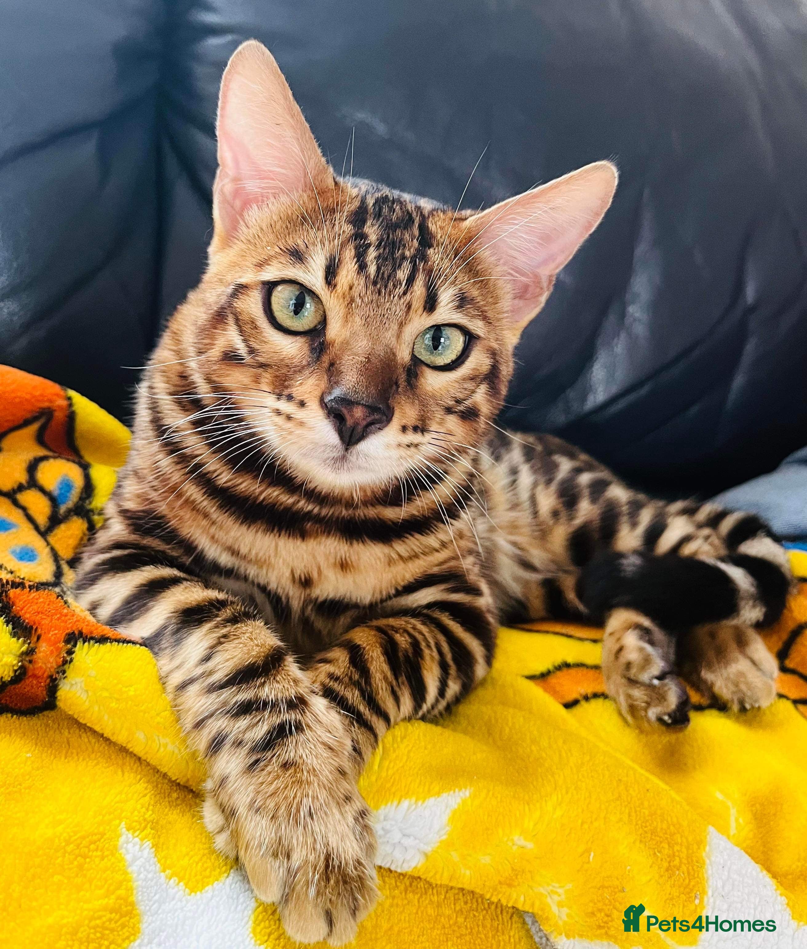 Bengal cats Adorable pure Bengal boy❤️ for stud - Advert 1