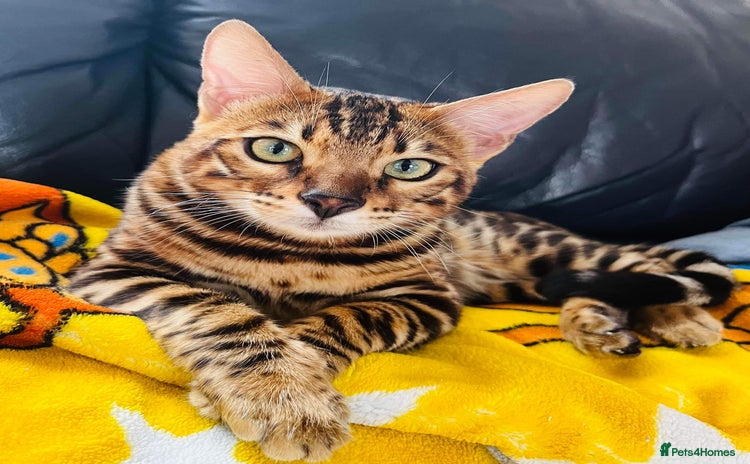 Bengal cats in Purfleet - Advert 4