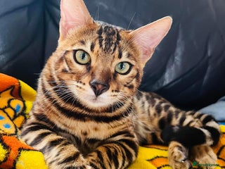 Bengal cats in Purfleet - Advert 1