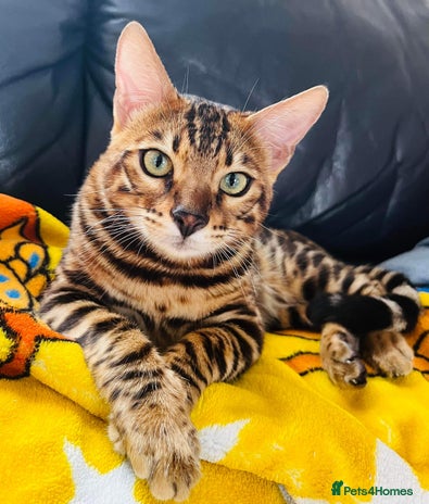 Bengal cats in Purfleet - Advert 12