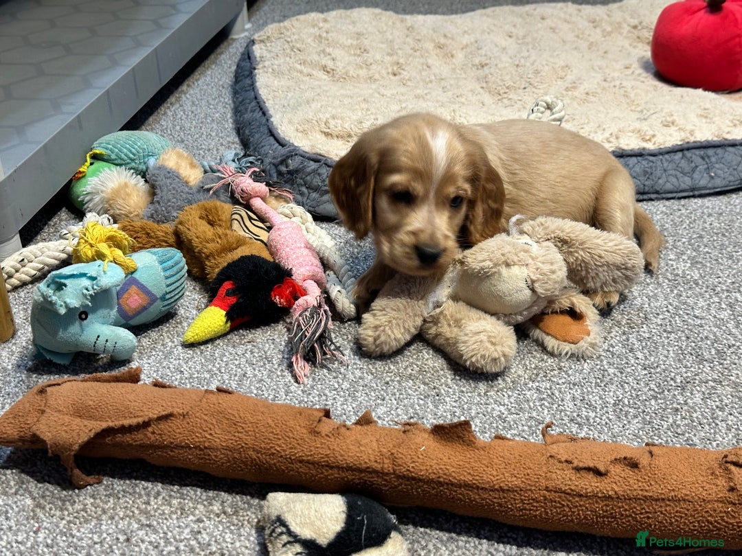 Cocker Spaniel dogs for sale: Beautiful show type puppies  - Image 18