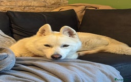 Siberian Husky dogs for sale: 8 month old female husky  - Advert 2