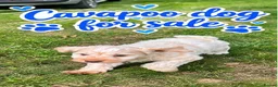 Cavapoo dogs for sale: Cavapoo  - Advert 4