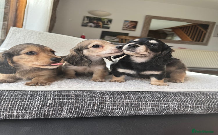 Dachshund dogs - Advert 1
