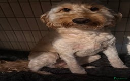 Labradoodle dogs for sale: Female labradoodle  - Image 2