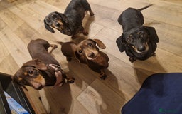 Dachshund dogs for adoption: 💖🐶 ROBIN AND MOCHI 🐶💖 - Advert 3