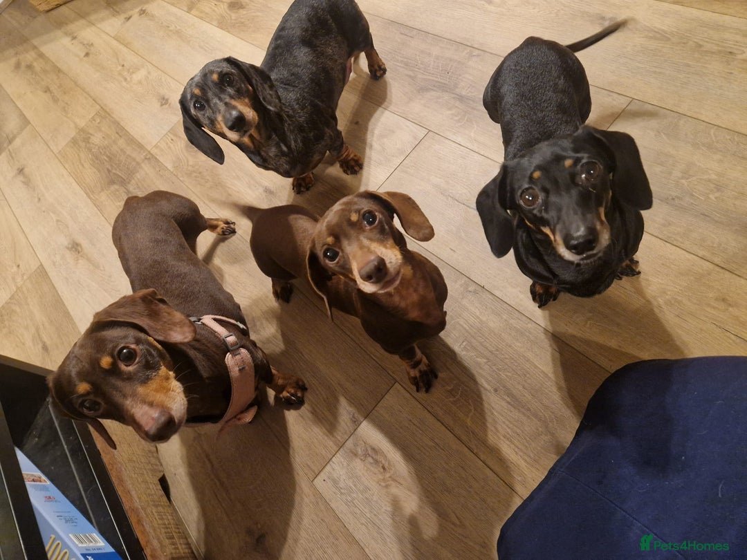 Dachshund dogs for adoption: 💖🐶 ROBIN AND MOCHI 🐶💖 - Advert 3