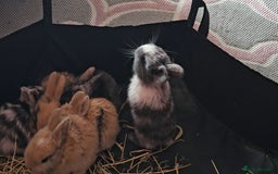 Harlequin rabbits for sale: 7 beautiful Harlequin bunnies looking for a new 🏡 - Image 7