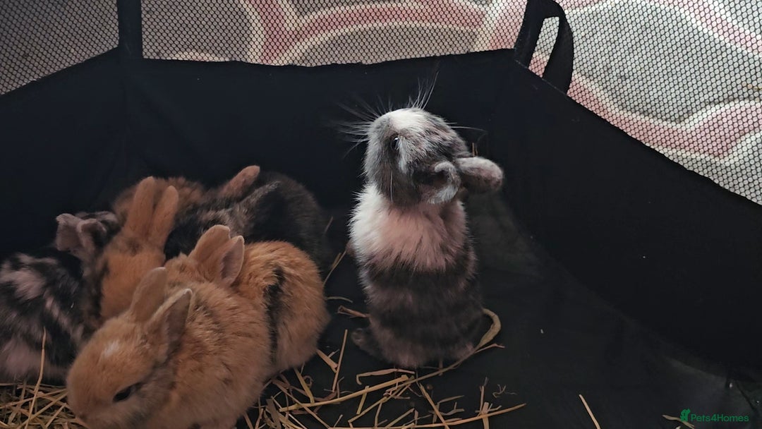 Harlequin rabbits for sale: 7 beautiful Harlequin bunnies looking for a new 🏡 - Image 7
