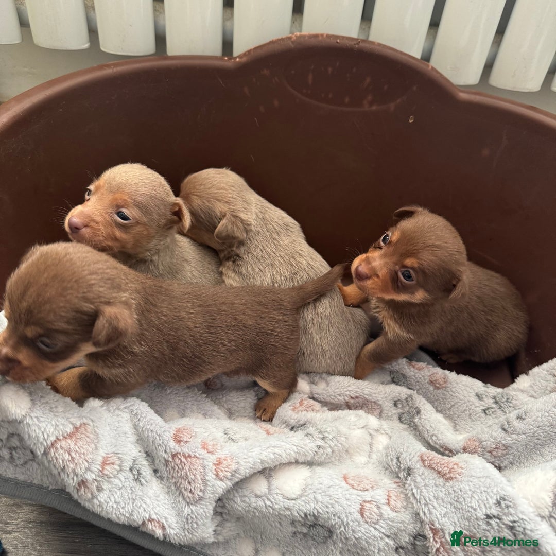 Jack Russell dogs for sale: Stunning miniature jack Russell puppies  - Advert 17