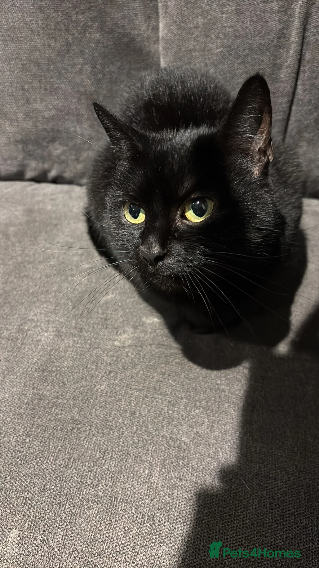 Mixed Breed cats for sale: Kittens ready for new homes now  - Advert 1