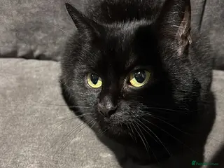 Mixed Breed cats Kittens ready for new homes now - Advert 8