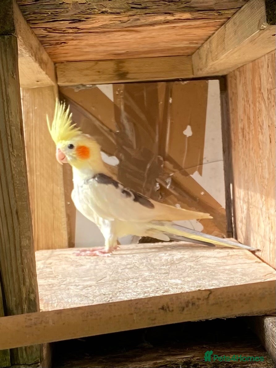 Cockatiels birds Cockatiels 9 weeks old  - Advert 2