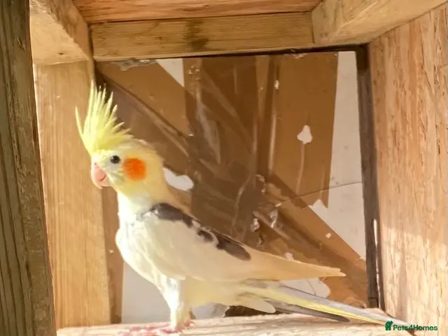 Cockatiels birds Cockatiels 9 weeks old - Advert 2