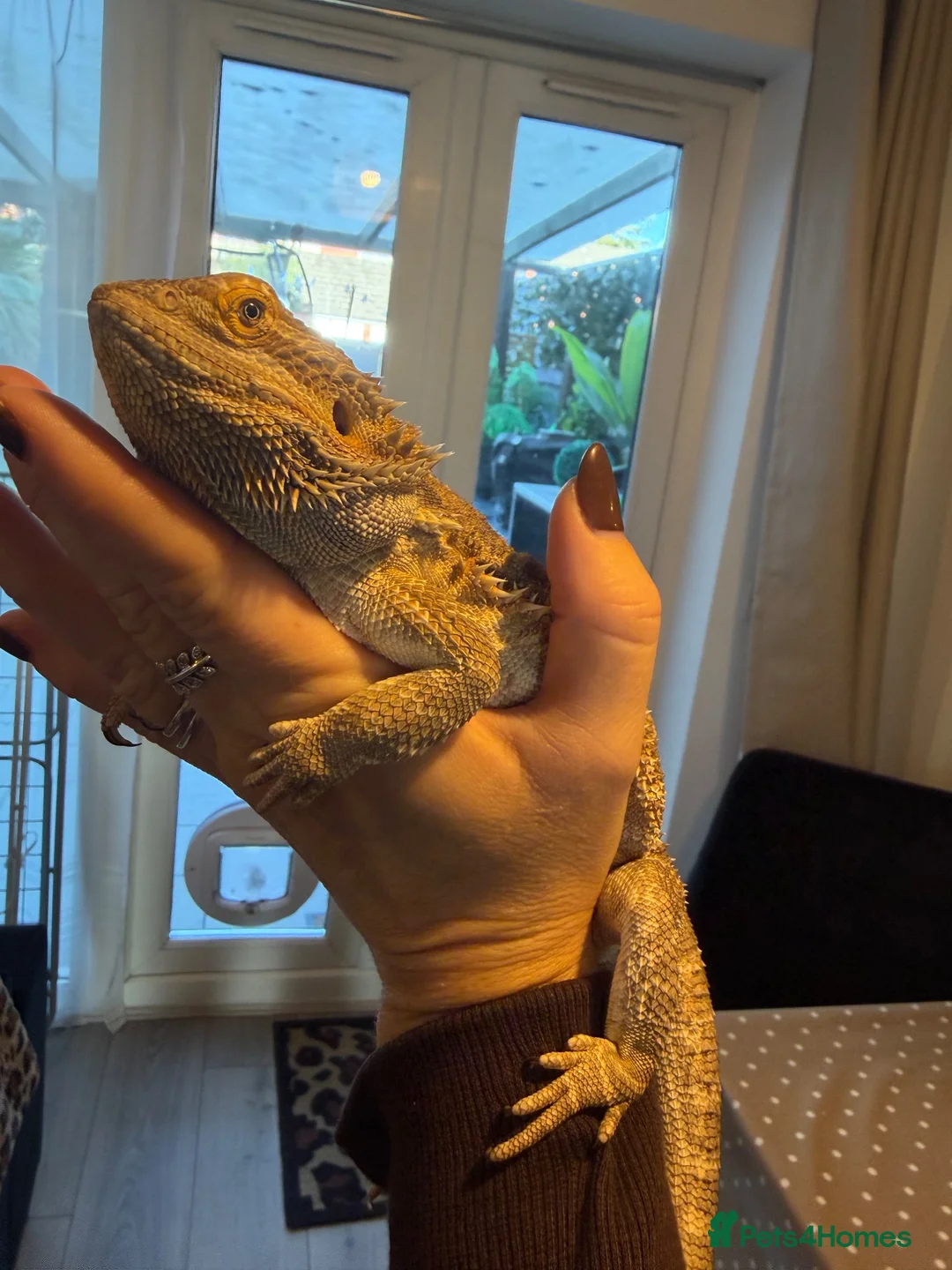 Bearded Dragon reptiles for sale: Beautiful bearded dragon in Exeter - Advert 2