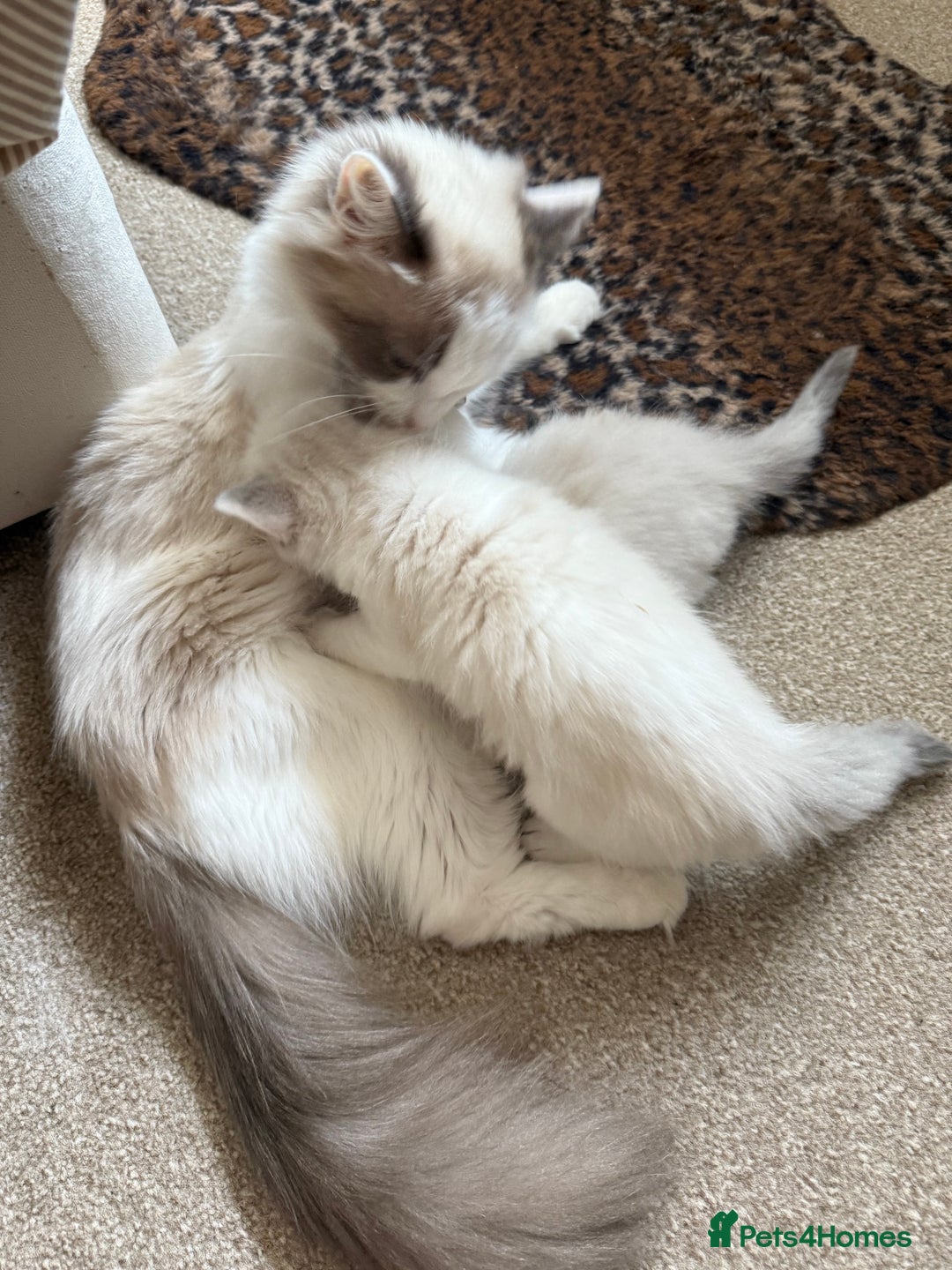 Ragdoll cats for sale: Blue bicolour babies 🐾 - Image 29