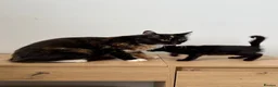 Mixed Breed cats for sale: Milan, black and white kitten - Advert 8