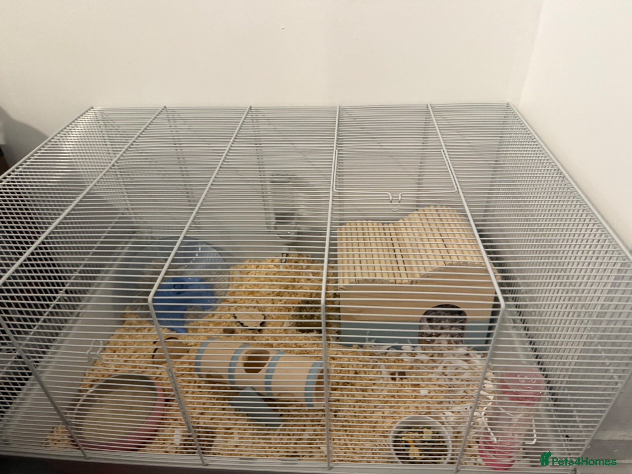 Hamster rodents Syrian hamster + cage and accessories  - Advert 1