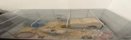 Hamster rodents for sale: Syrian hamster + cage and accessories  - Advert 1