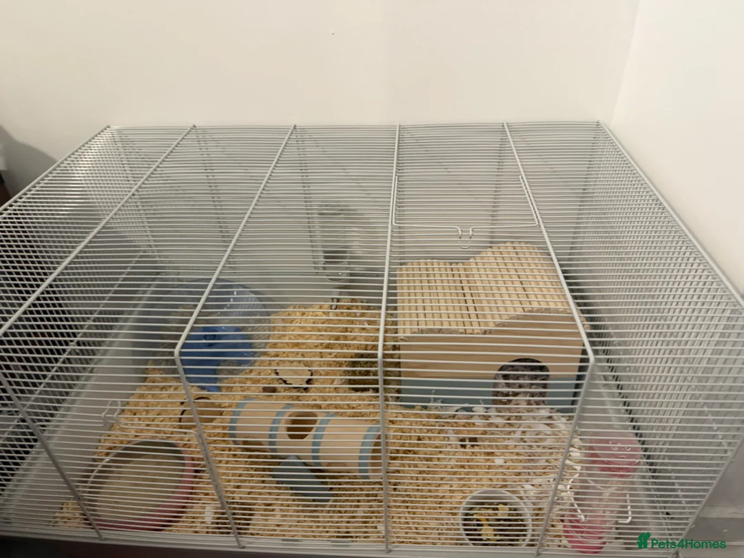Hamster rodents for sale: Syrian hamster + cage and accessories  - Advert 1