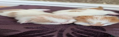 SELLING LESS THAN ASKING PRICE - Light Brown kitten 
