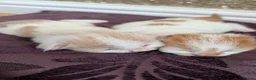 Mixed Breed cats for sale: £40 each or 2 for £70 - read description :) in Liverpool - Advert 38