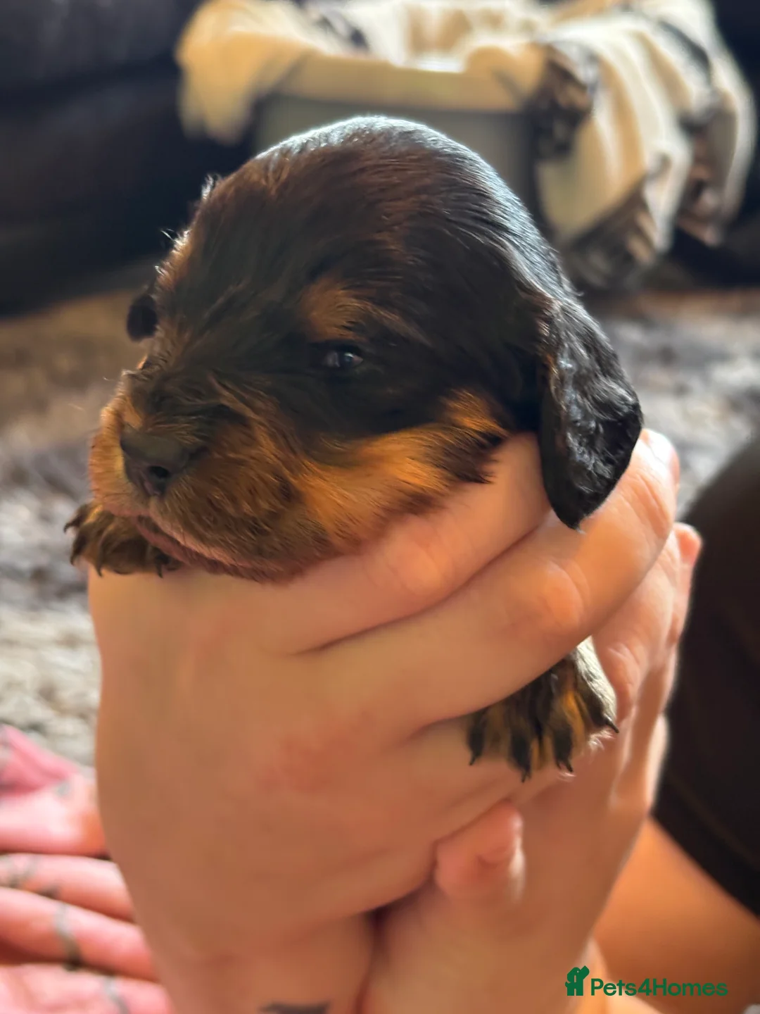 Mixed Breed dogs for sale: Cavapoo Puppies  - Advert 1