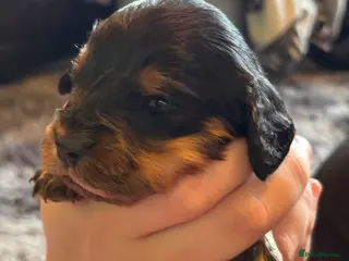 Mixed Breed dogs Cavapoo Puppies - Advert 1