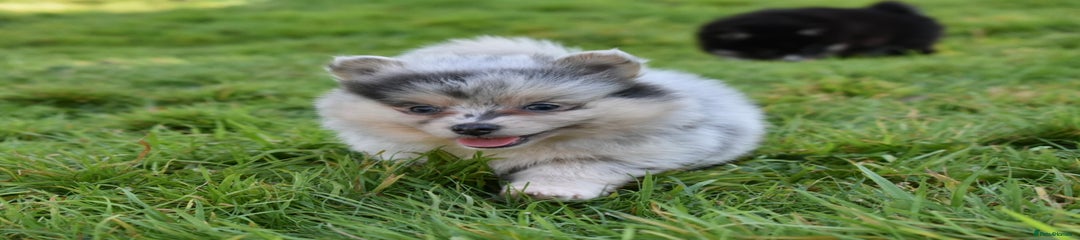 Pomsky Puppy 1