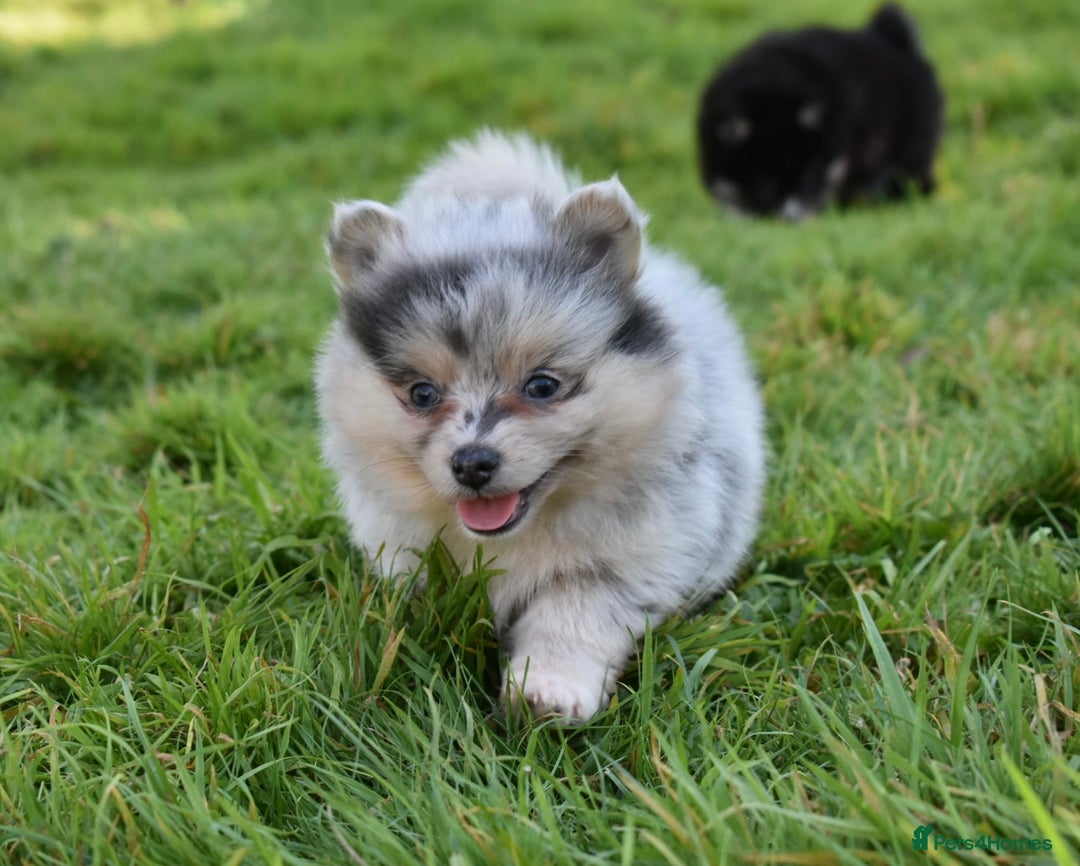 Pomsky dogs for sale: Merle Genuine Toy Size  Pomsky Puppies - Image 14