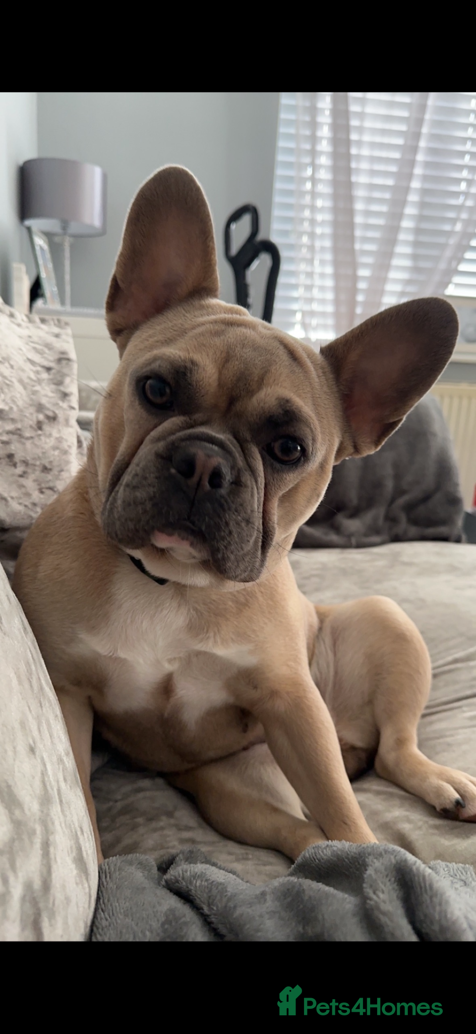 French Bulldog dogs for sale: 🐾 French Bulldog Puppies Available 🐾 in South Ockendon - Advert 2
