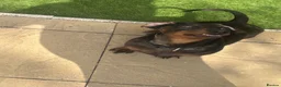 Dachshund dogs for sale: I want to rehome my dachshund  - Advert 3