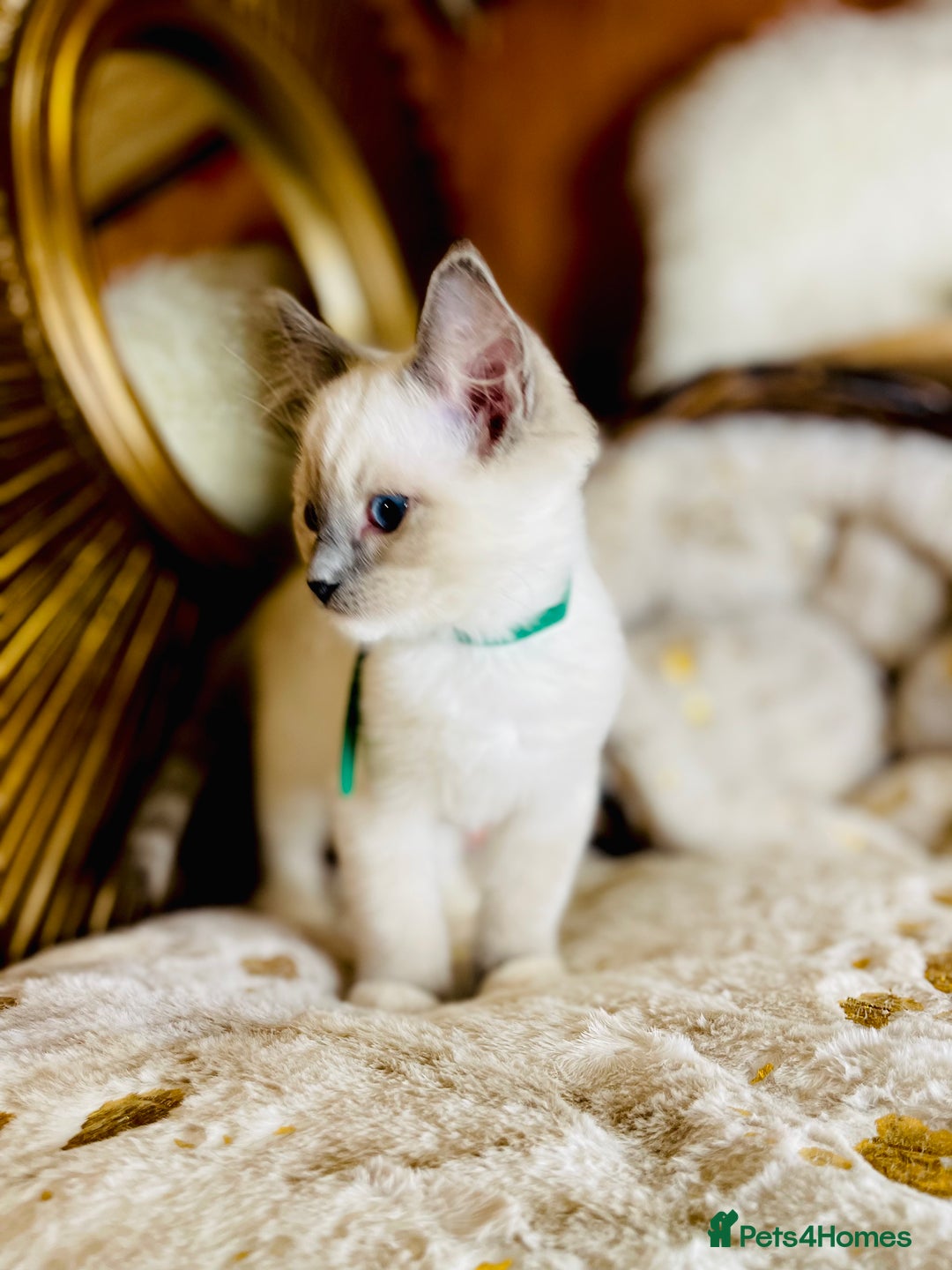 Ragdoll cats for sale: QUALITY GCCF RAGDOLLS KITTENS READY NOW  - Image 9