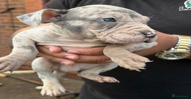 Mixed Breed dogs - Advert 5