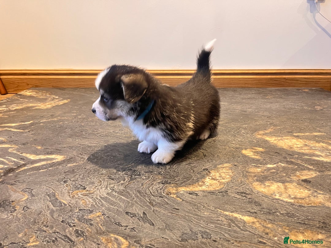 Welsh Corgi Pembroke dogs for sale: KC Pembroke Welsh Corgis (Gorgeous Tri Colour) - Advert 2