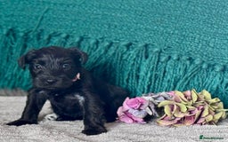 Miniature Schnauzer dogs for sale: Cutest KC Miniature Schnauzers - 3 boys/2 girls - Image 9