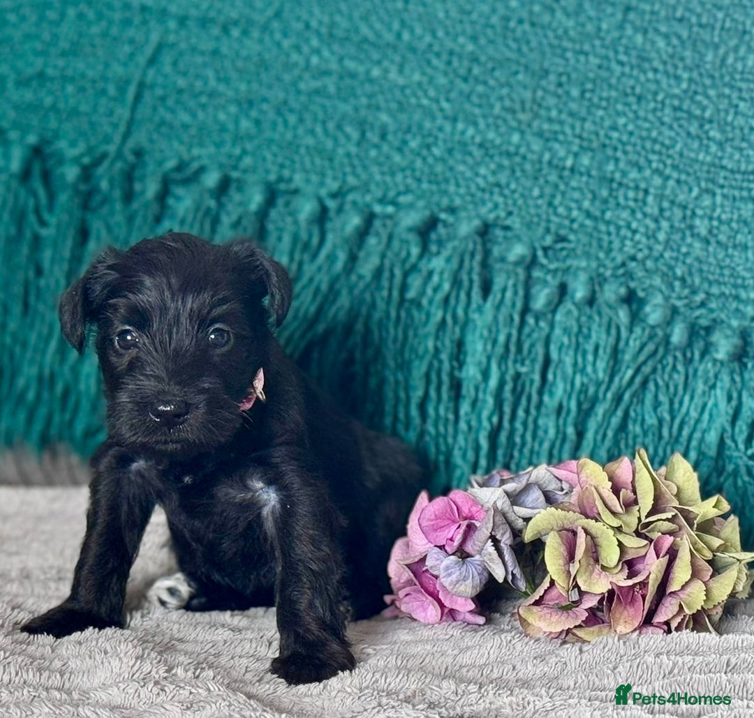 Miniature Schnauzer dogs for sale: Cutest KC Miniature Schnauzers - 3 boys/2 girls - Image 9