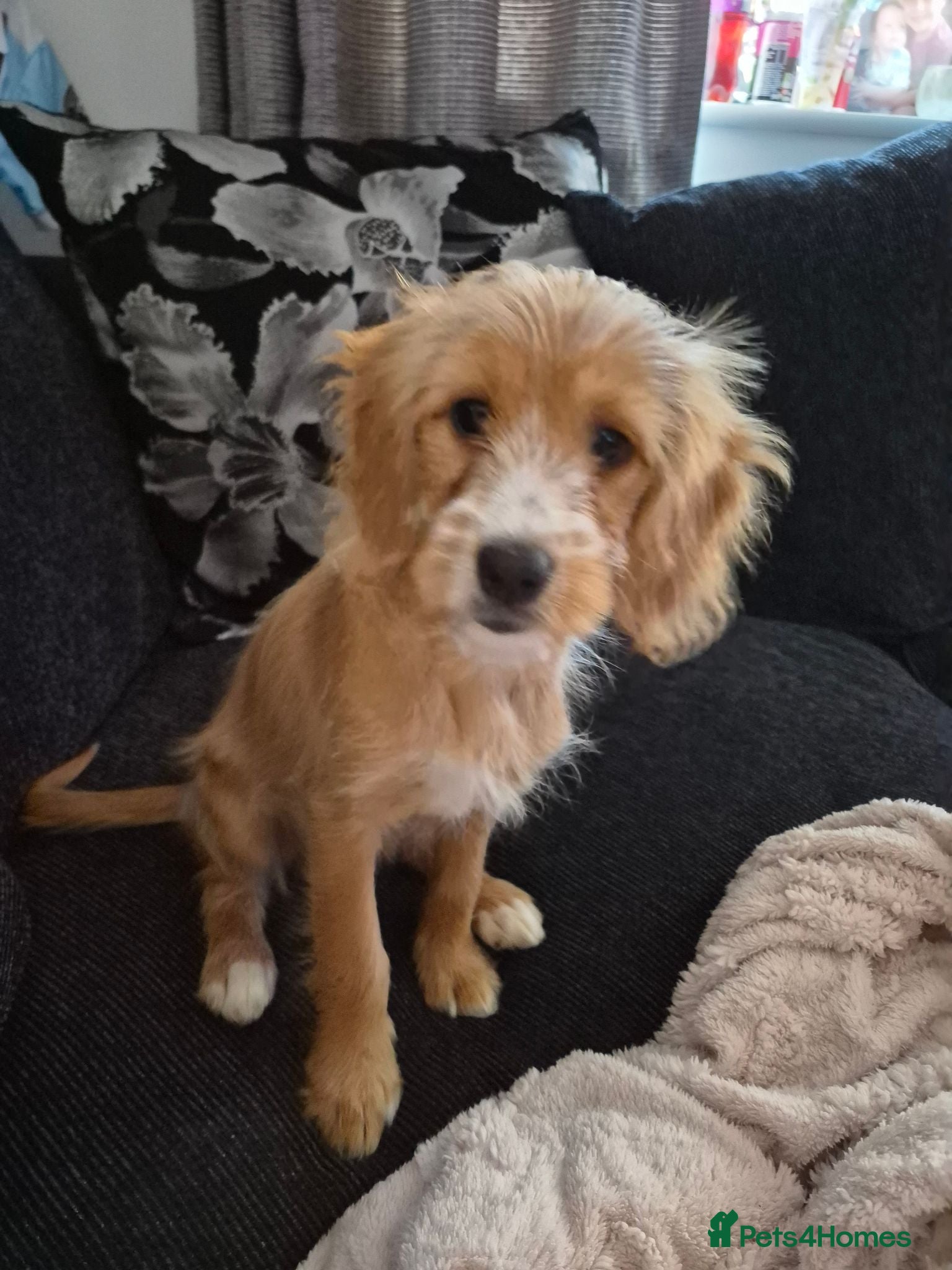 Mixed Breed dogs Silky cocker mix puppy for unfortunate  - Advert 1