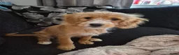 Mixed Breed dogs for sale: Silky cocker mix puppy for unfortunate  in Malvern - Advert 1