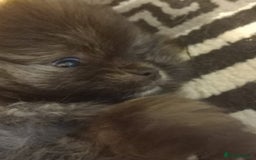 Pomeranian dogs for sale: Looking for forever home  - Image 4