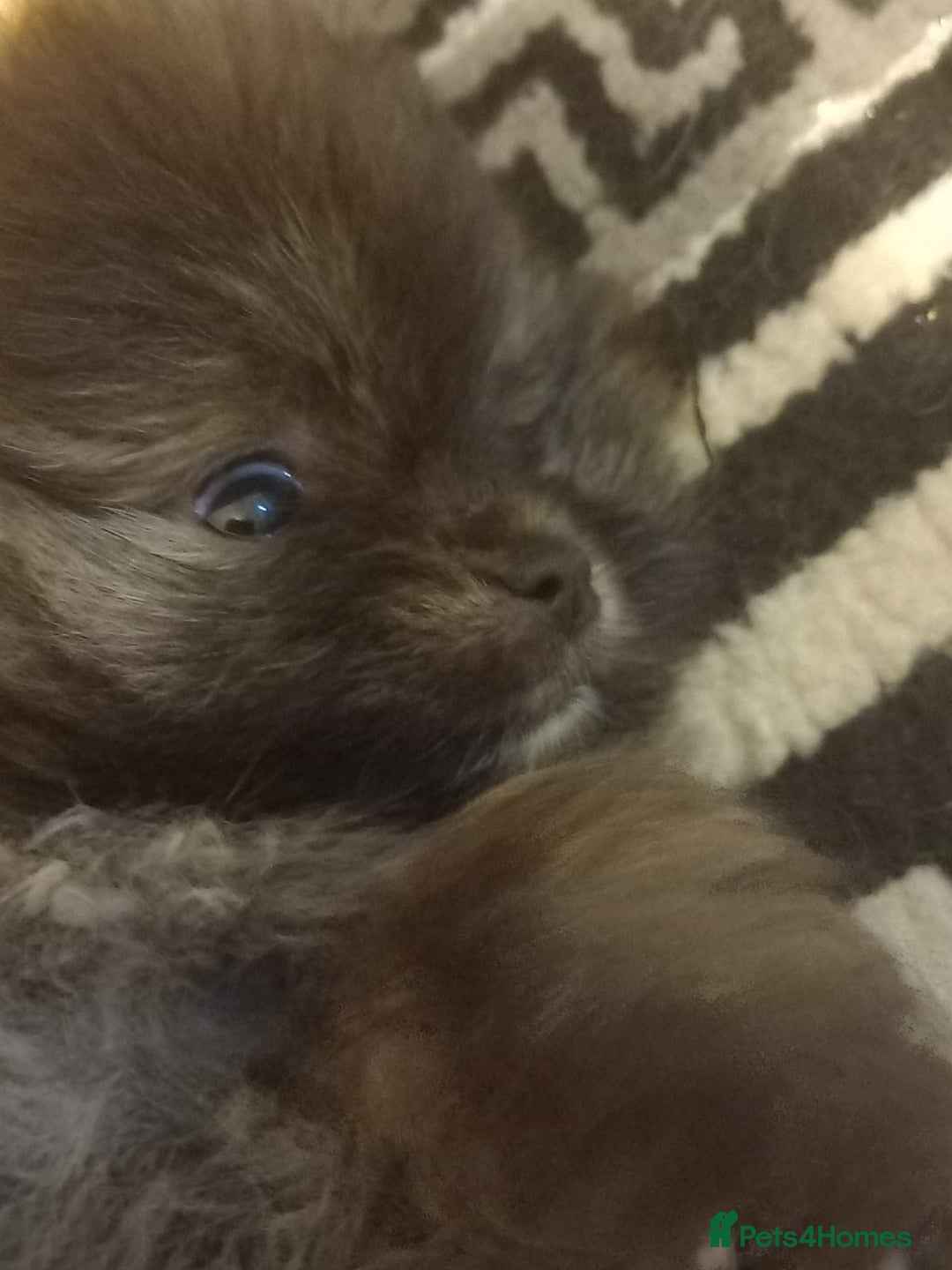 Pomeranian dogs for sale: Looking for forever home  - Image 4
