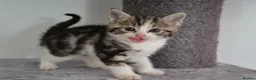 Mixed Breed cats for sale: Kittens  - Advert 6