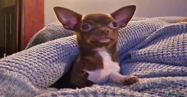 Chihuahua dogs - Advert 4