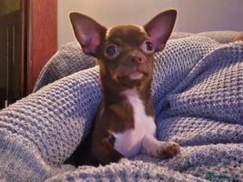 Chihuahua dogs - Advert 4