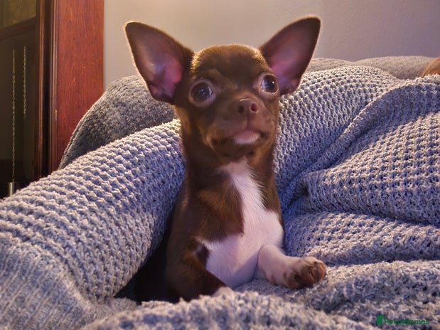 Chihuahua dogs - Advert 10