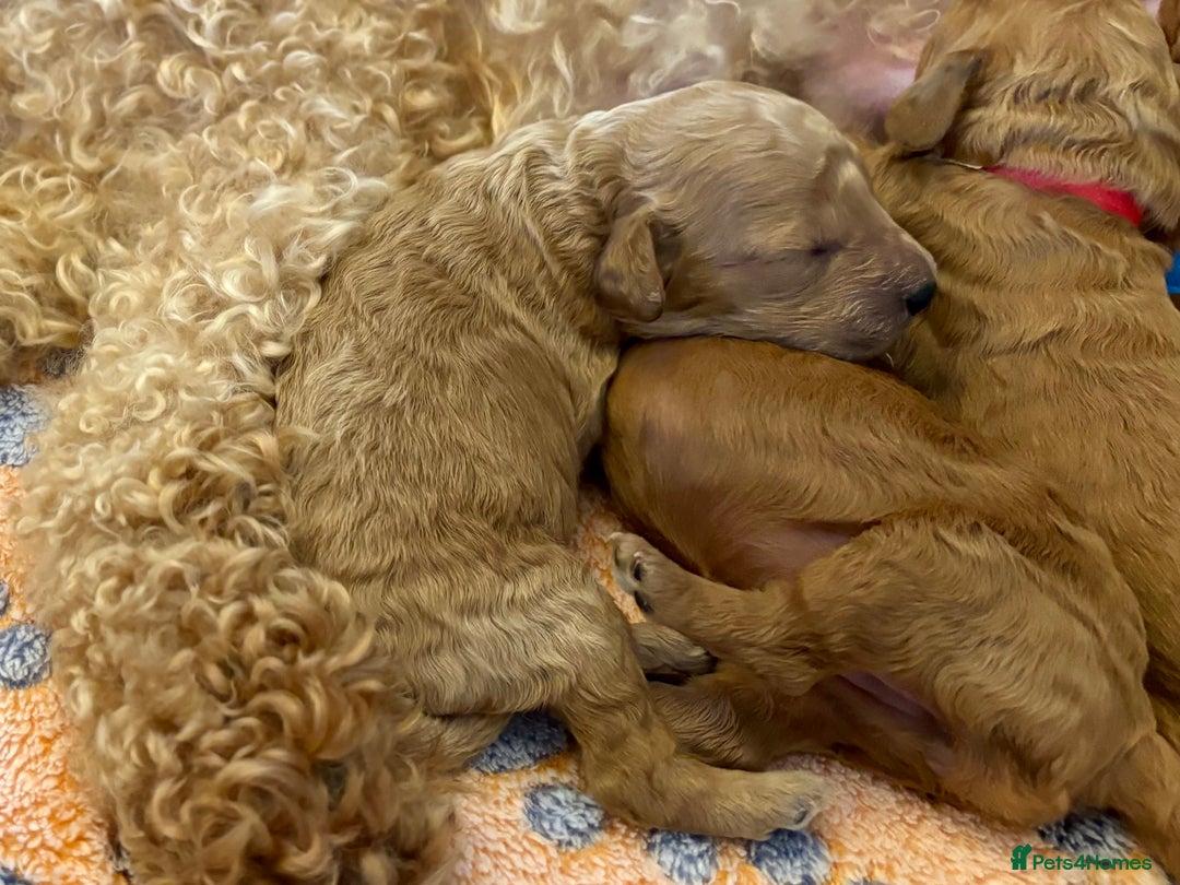 Miniature Poodle dogs for sale: **All Reserved** Stunning Deep Red Mini Poodle - Advert 16