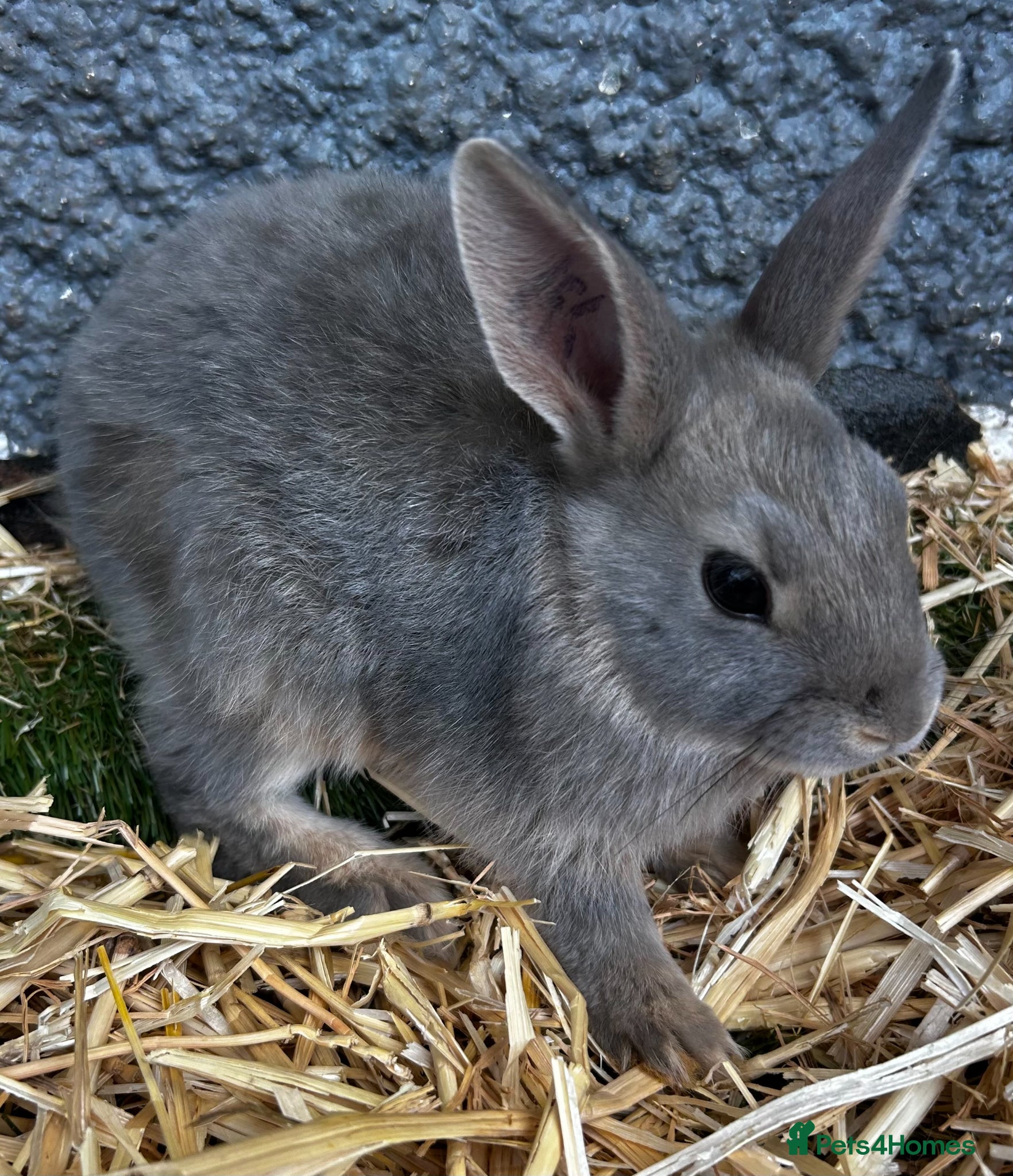 Mixed Breed rabbits Adorable baby rabbits for sale. Ready now - Advert 21