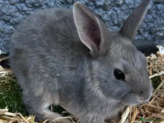 Mixed Breed rabbits Adorable baby rabbits for sale. Ready now - Advert 21