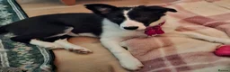 Border Collie dogs for sale: Poppy - Advert 5